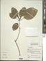 Cordia subcordata Lam.