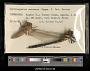 Cordulegaster erronea