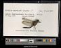 Cordulia shurtleffi