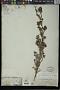 Cordylanthus pilosus A. Gray subsp. pilosus