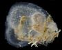 Corella sp.