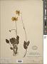 Coreopsis auriculata L.