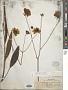 Coreopsis helianthoides Beadle