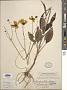 Coreopsis helianthoides Beadle
