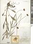 Coreopsis lanceolata L.