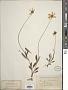 Coreopsis lanceolata L.