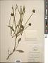 Coreopsis lanceolata L.