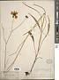 Coreopsis longifolia Small