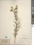 Coreopsis palmata Nutt.