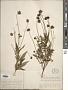 Coreopsis pubescens Elliott