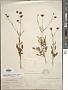 Coreopsis tinctoria Nutt.