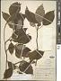 Cornus alternifolia L.