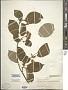Cornus alternifolia L.