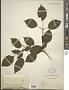 Cornus alternifolia L.