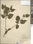 Cornus alternifolia L.