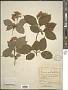 Cornus australis C.A. Mey.
