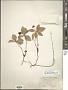 Cornus canadensis L.
