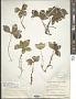 Cornus canadensis L.