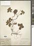 Cornus canadensis L.