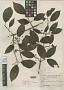 Cornus chinensis Wangerin