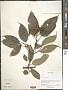 Cornus controversa Hemsl.