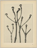 Cornus florida