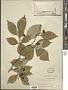 Cornus florida L.