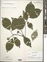 Cornus florida L.