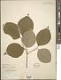 Cornus florida L.