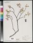 Cornus florida L.