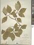 Cornus florida L.
