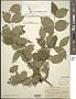 Cornus mas L.