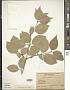 Cornus mas L.