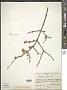 Cornus mas L.