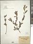 Cornus paucinervis Hance