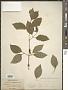 Cornus sanguinea L.