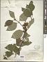 Cornus sericea L.