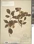 Cornus sericea L.