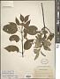 Cornus sericea L.