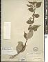 Cornus sericea L.