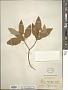 Cornus sericea L.