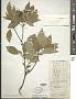 Cornus sericea L.