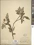 Cornus sericea L.