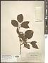 Cornus sericea L.