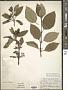 Cornus sericea L.