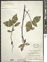 Cornus sericea L.