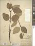 Cornus sericea L.