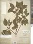 Cornus sericea L.