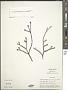 Cornus sessilis Torr. ex Durand