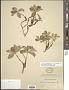 Cornus sp.
